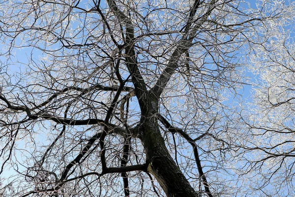 Strom proti obloze v zimním čase — Stock fotografie