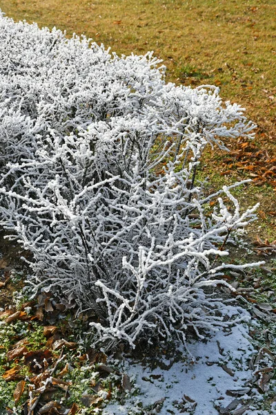 Bush with rime in winter time — Stockfoto