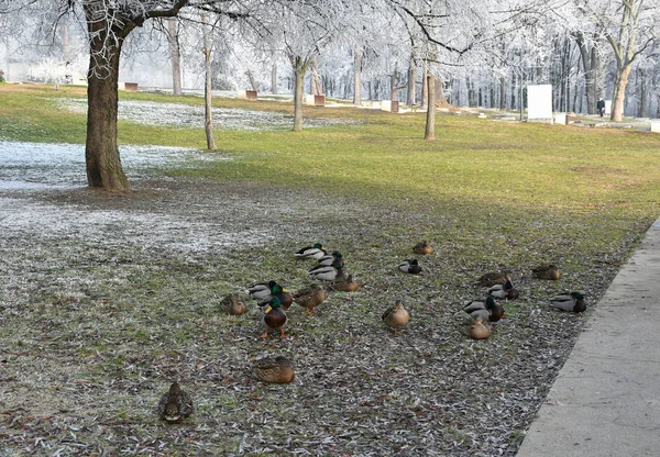 Wild ducks in winter time — Stock Photo, Image