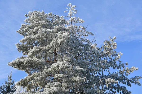 Pinheiro com rima no tempo de inverno — Fotografia de Stock