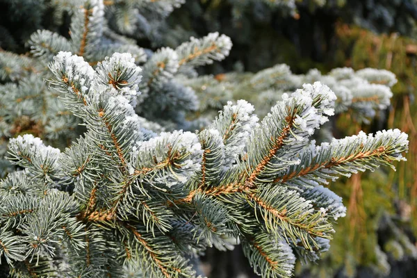 Kış zamanı rime sahip çam ağacı dalı — Stok fotoğraf