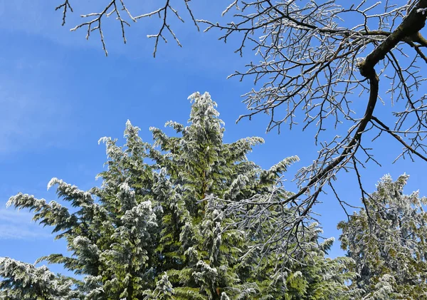Albero di pino con rime in inverno — Foto Stock