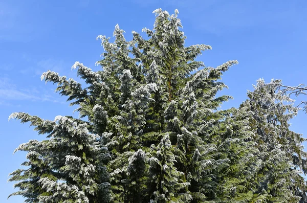 Fenyőfa rime télen — Stock Fotó