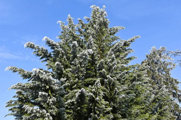 Pinheiro com rima no tempo de inverno — Fotografia de Stock