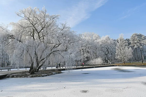 Winter woods at the lakeside