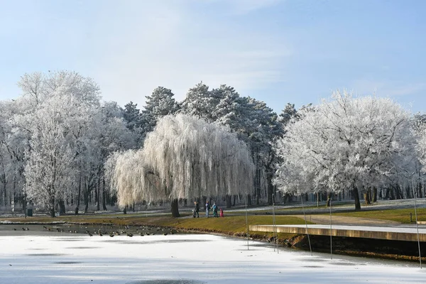 Winter woods at the lakeside