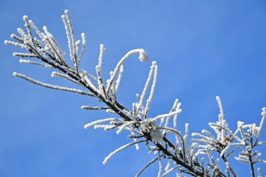 Kış zamanında ormandaki ağaçlar
