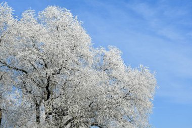 Kış zamanında ormandaki ağaçlar