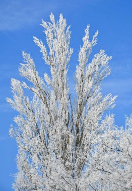 Kış zamanında ormandaki ağaçlar