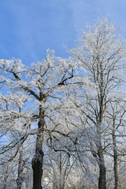 Kış zamanında ormandaki ağaçlar