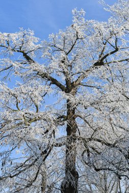 Kış zamanında ormandaki ağaçlar