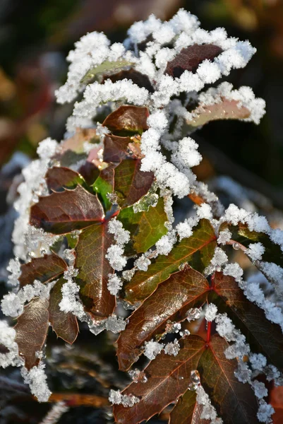 Folhas da planta no tempo de inverno — Fotografia de Stock