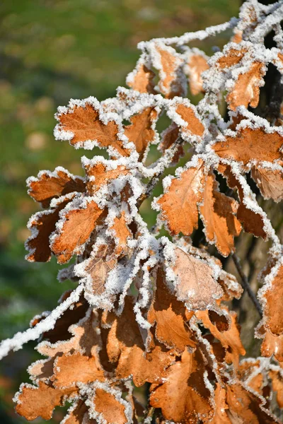 Hojas de la planta en invierno — Foto de Stock