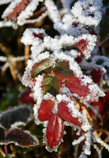 Hojas de la planta en invierno — Foto de Stock