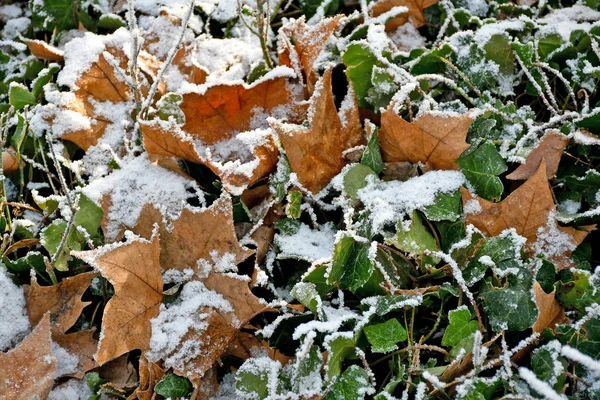 Leaves with rime in winter time — Stockfoto