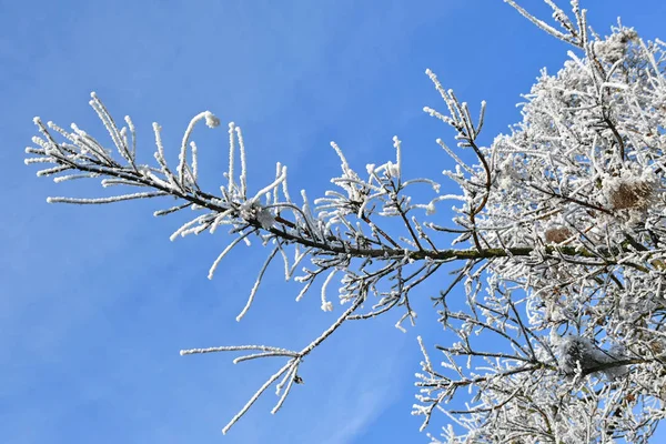 Alberi nel bosco in inverno — Foto Stock