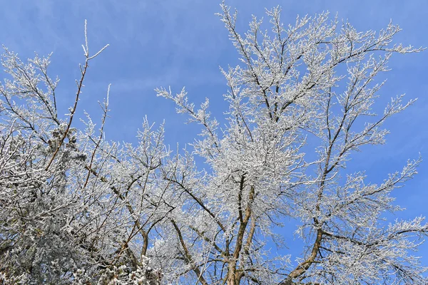 Alberi nel bosco in inverno — Foto Stock