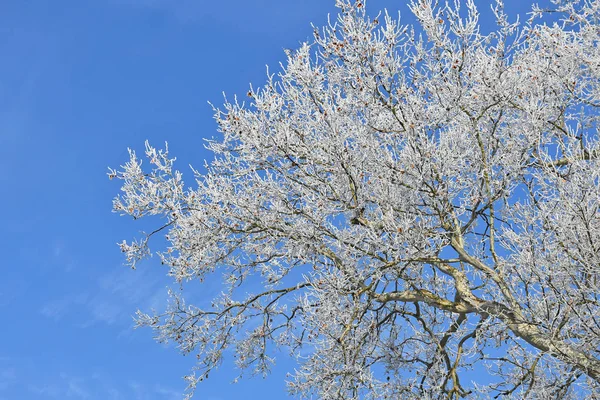 Alberi nel bosco in inverno — Foto Stock