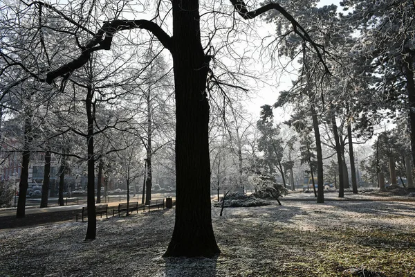 Bäume im Wald im Winter — Stockfoto