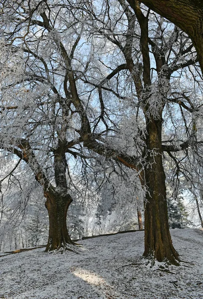 Stromy v lese v zimě — Stock fotografie