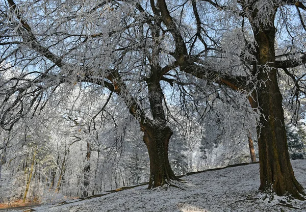 Stromy v lese v zimě — Stock fotografie