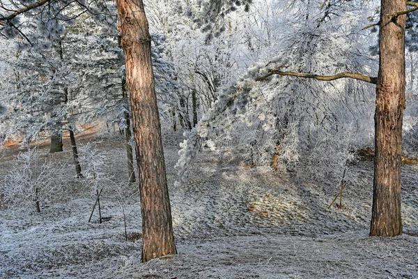 Stromy v lese v zimě — Stock fotografie