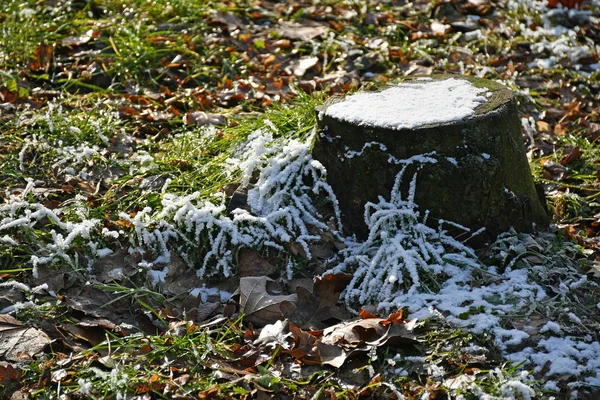 Hierba y tronco de árbol con rima en invierno — Foto de Stock