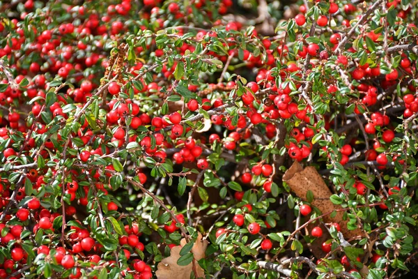 Bush Mit Roten Beeren Zur Frühlingszeit — Stockfoto