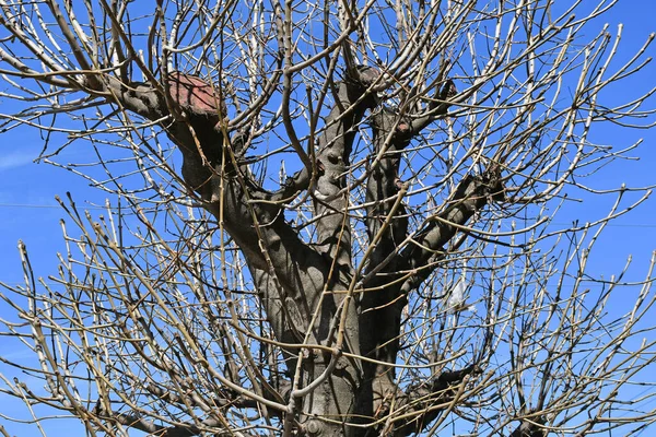 나무로 나무줄기 — 스톡 사진