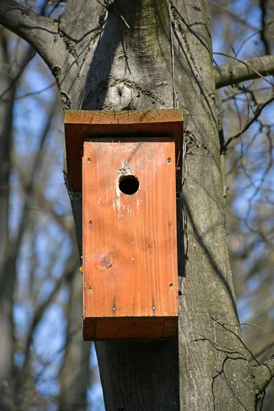 Vogelfutterhäuschen Auf Dem Baum Wald — Stockfoto