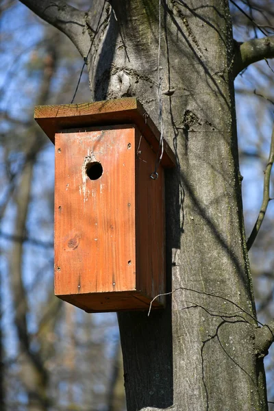 Vogelfutterhäuschen Auf Dem Baum Wald — Stockfoto