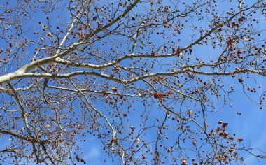 Kışın kestane ağacı