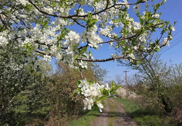 Квіти Яблуні Весняний Час — стокове фото