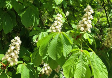 Bahar zamanı kestane ağacının çiçekleri