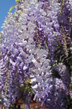Bahar zamanı leylak çalılarının çiçekleri