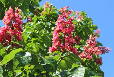 Kestane ağacının çiçekleri