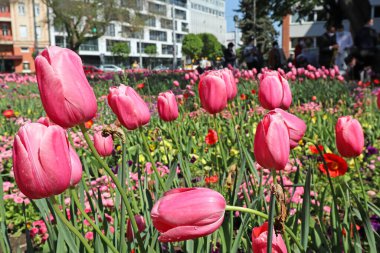Şehir parkında ilkbahar zamanı pembe laleler