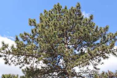 Bahar zamanı büyük çam ağacı