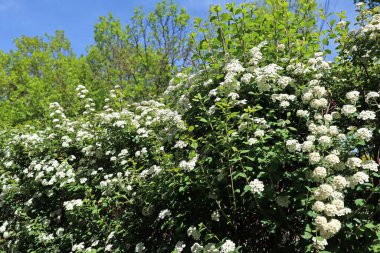 İlkbaharda çalıların beyaz çiçekleri