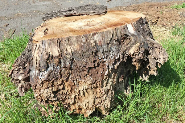 Tronco Albero Ritagliato Nella Zona Erba — Foto Stock