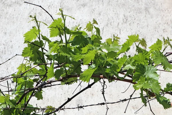 Leaves Grape Plant Spring Time — Stock Photo, Image