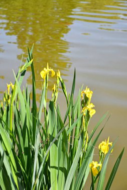 Baharda sarı çiçekler.