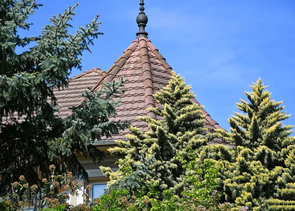 Střecha Staré Budovy Borovicemi — Stock fotografie