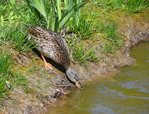 池塘边的雌性野鸭 — 图库照片