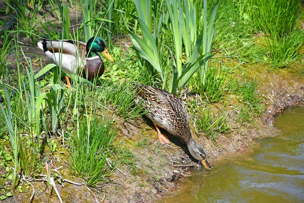 池塘边的野鸭夫妇 — 图库照片