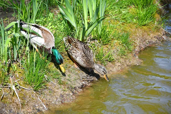 池塘边的野鸭夫妇 — 图库照片