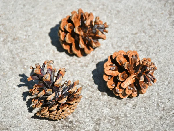 Pine Cones Ground — Stock Photo, Image