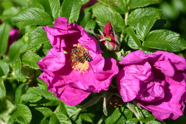 Fiori Viola Del Cespuglio Delle Api — Foto Stock