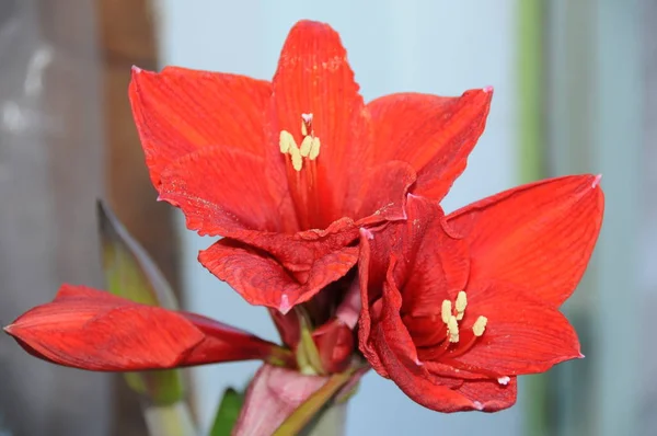 Schöne Aussicht auf eine Blume — Stockfoto