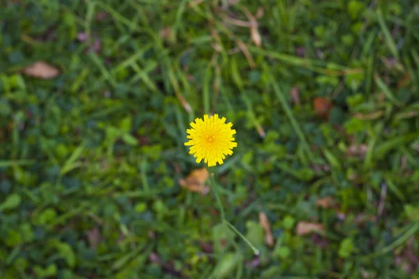  Sarı karahindiba çiçek kapatın. Sarı çiçek. Üstten görünüm